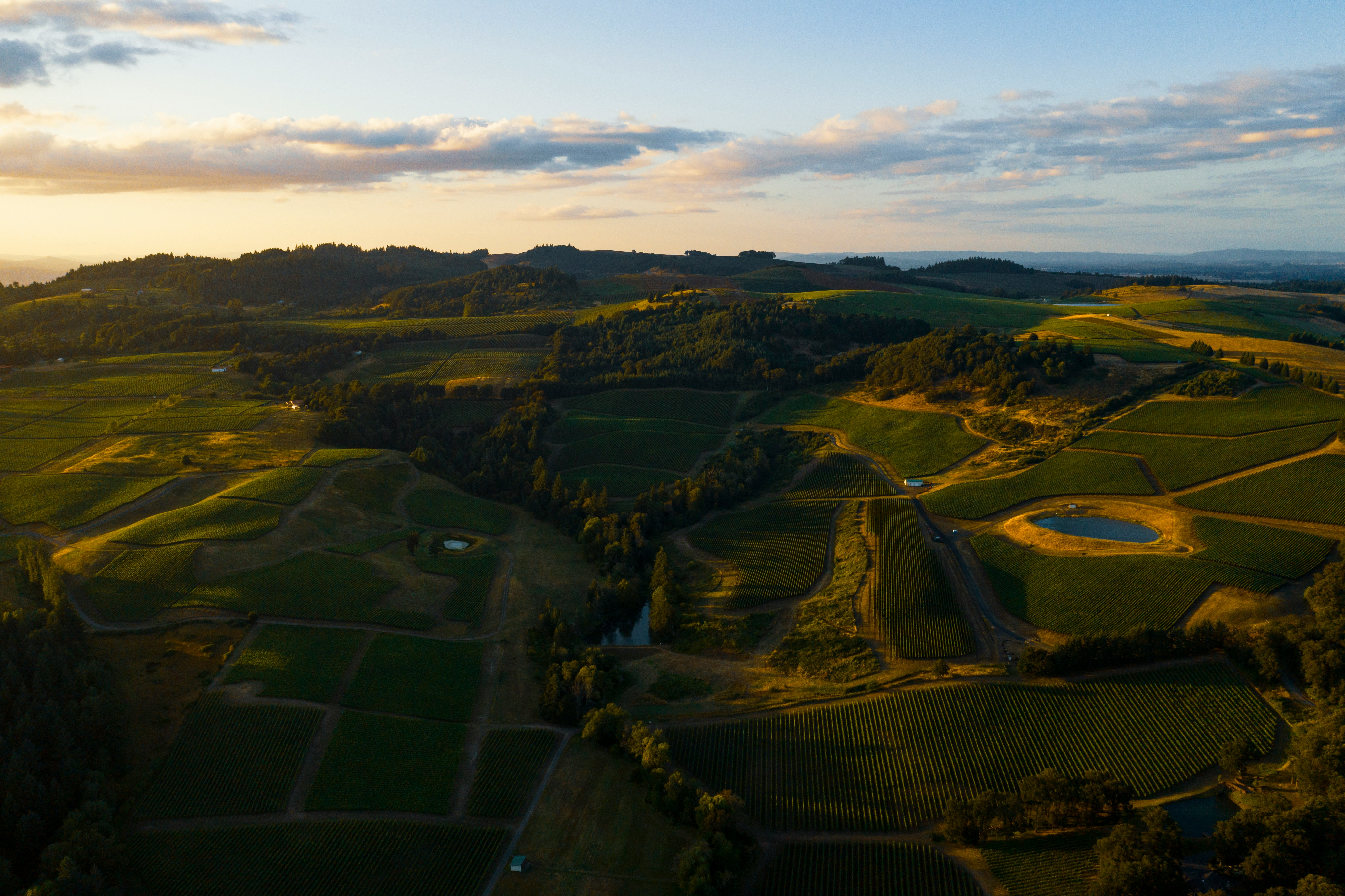 crop field